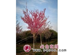 巨紫荆10万株，地径3-4厘米，苗高3.5米 园林工程图1