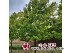 白蜡5.3万株，地径8-15厘米，苗高3.5米 白蜡行道树图1