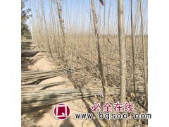 南林3412杨1万株，地径2.5-4厘米，苗高4米 苗木图1
