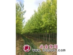 金叶复叶槭4.8万株，地径8-10厘米，苗高4米 苗木图1