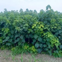 青桐1万株，地径2-4厘米，苗高2-3米 绿化工程 苗木地