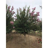 紫薇3万株，地径8-12厘米，苗高3-5米 绿化苗木