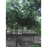 朴树0.8万株，地径2-3厘米，苗高1.5-2米 绿化苗木