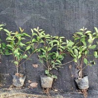红叶石楠0.1万株，地径2-3厘米，苗高0.8米 绿化苗木