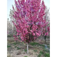海棠0.5万株，地径2-3厘米，苗高2米 园林绿化工程苗