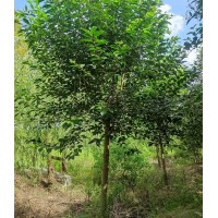 栾树3万株，地径3-5厘米，苗高4-5米 绿化苗木