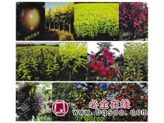 紫叶稠李-密枝稠李-李子苗-东北绿化苗木价格-园林图1