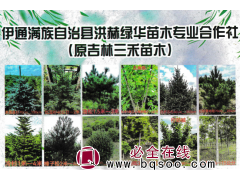 蓝杉-美国蓝杉70-150公分 东北绿化造林苗-苗木价格图1