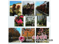 藤本月季-大花灌木月季-丰花地被类月季-东北苗木基地图1