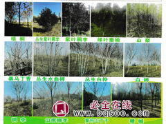 梧桐树-东北梧桐基地-园林绿化工程-绿化苗木-苗木图1