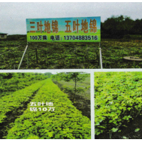 地锦苗大量-三叶地锦-五叶地锦-爬山虎大量供应 绿化苗