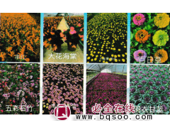 四季海棠-大花海棠-宿根花卉-花海设计施工-东北宿根花卉图1