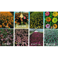 四季海棠-大花海棠-宿根花卉-花海设计施工-东北宿根花卉