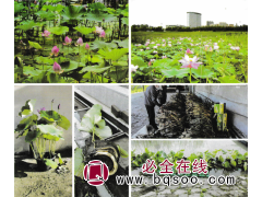 寒地荷花苗(藕栽子)，耐寒睡莲苗(根茎) 东北荷花苗销售图1