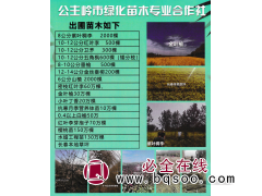8公分紫叶稠李 2000棵 红叶李-稠李苗 东北绿化苗木基地图1