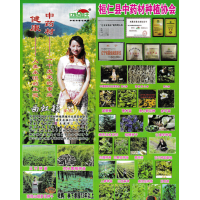 人参种苗-人参苗销售-东北中药材销售-辽东女药王