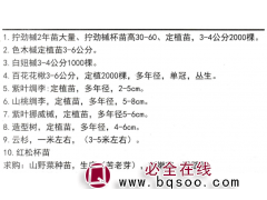 拧劲槭-拧劲槭杯苗-色木槭-白妞槭-东北绿化苗木-造林苗图1