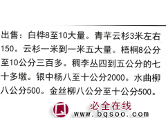 白桦8至10大量 白桦树-东北白桦基地-绿化苗木-造林苗图1
