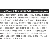 红松 2-2造林苗100万 东北绿化苗木 云鹏苗圃 绿化苗