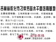 五角枫大量供应 五角枫基地 东北绿化苗木 园林工程图1
