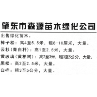 樟子松高4至5.5米，粗8-10厘米大量 森源苗木 东北苗木