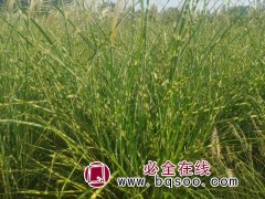 斑叶芒