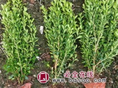 瓜子黄杨