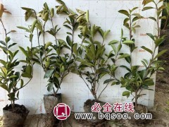 红叶石楠