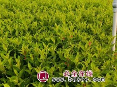 锦带