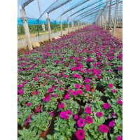 垂吊牵牛花钵苗 艳梅花卉合作社 牵牛花基地 牵牛花钵苗