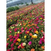 太阳花-太阳花营养杯苗-时令草花苗-艳梅花卉合作社-花海设计施工