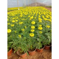 万寿菊花苗-花海设计施工-艳梅花卉-时令草花苗大量-青州花卉基地