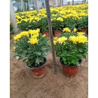 批发出售球菊 千头菊 花坛花境点缀盆栽种植规格齐全 艳梅花卉