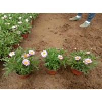 玛格丽特 木茼蒿 盆栽观赏 背景绿叶布置 青州花卉 艳梅