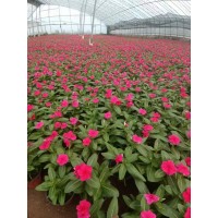 出售长春花 庭院别墅种植观赏花卉花镜切花材料 艳梅花卉