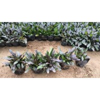 多花筋骨草 筋骨草苗 多年生草本植物 宿根花卉培育基地 艳梅花卉