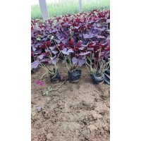 宿根花卉红叶紫叶炸酱草 市政花坛栽种观叶观花植物 艳梅