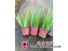 金叶石菖蒲 耐寒宿根 石菖蒲杯苗 水体景观绿化植物 艳梅花卉图1
