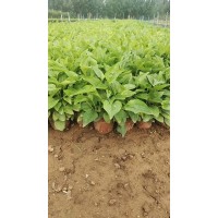 松果菊 喜欢光照充足温暖的气候 耐寒耐干旱 对土壤的要求不严 艳梅花卉