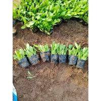 天人菊 宿根花卉耐践踏花朵大湿地公园绿化常用品种 青州艳梅花卉