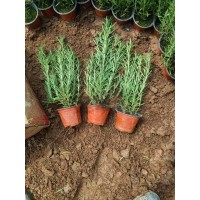 迷迭香花苗 宿根地被植基地 绿化工程 园林设计 艳梅花卉