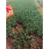玉龙草耐阴性强 草皮耐践踏 地被植材 花坛点缀 青州艳梅花卉