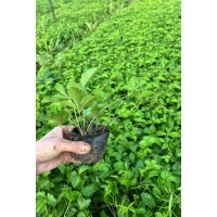 委陵菜-三叶委陵草钵苗价格-青州花卉-艳梅花卉苗木