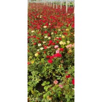 月季花苗 大花多花四季开花月季3年苗 园林绿化工程 艳梅