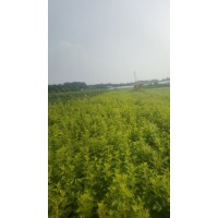 金叶风箱果价格_绿化工程苗木_艳梅花卉苗木_金叶风箱果绿化苗