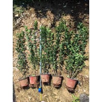 大叶黄杨 绿篱植物 冬青苗四季长青 黄杨 营养杯苗 艳梅花卉