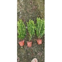 小叶黄杨 瓜子黄杨苗 绿篱围墙 花坛道路 栽植庭院 艳梅花卉