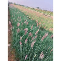 蜜糖草 坡地毛冠草 多年生草本道路隔离带绿化工程苗 艳梅花卉