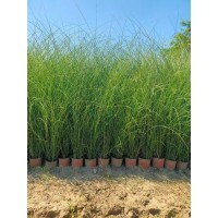 细叶芒出售 园林造景配植 花坛花镜材料 庭院地被绿化 艳梅