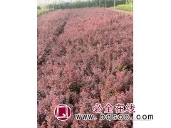 红叶小檗 园林色块种植 庭院小区公园道路两旁配植苗木 艳梅图1